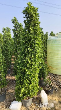 高度60厘米非洲茉莉球