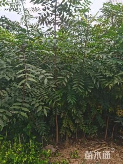 1公分黄连木