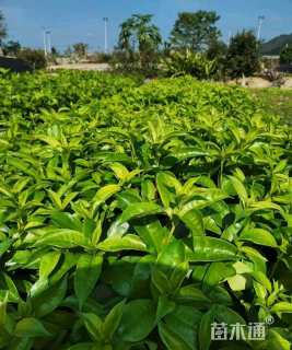 高度15厘米软枝黄蝉