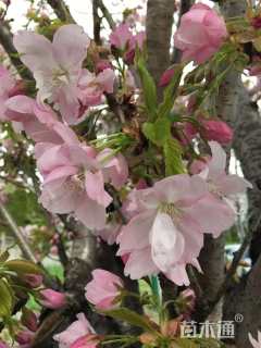 10公分御车返樱花