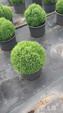 高度40厘米球柏