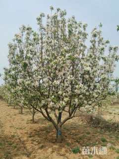 11公分八棱海棠