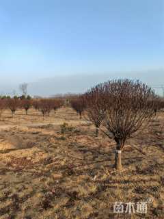 高度200厘米红叶李球