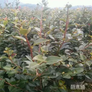 高度30厘米茶梅小苗