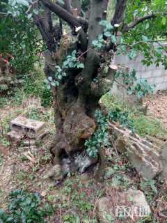 高度5厘米金弹子