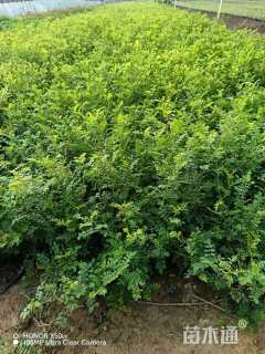 高度50厘米黄刺玫