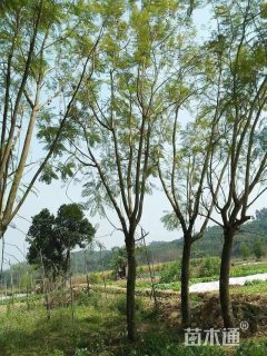 15公分蓝花楹