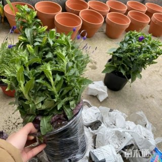 高度28厘米优质风铃草