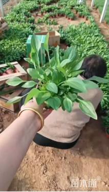 高度20厘米松果菊