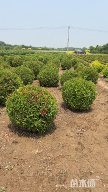 高度100厘米红王子锦带球