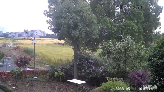 35公分香樟