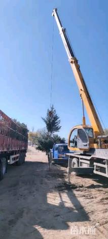 高度350厘米青扦云杉