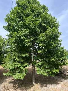 12公分二乔玉兰