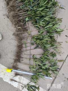 高度50厘米细叶十大功劳