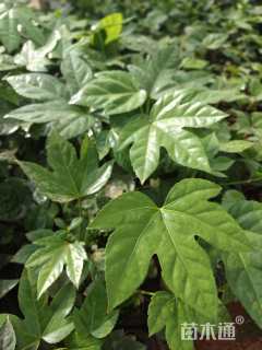 高度20厘米八角金盘