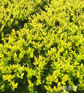 高度50厘米金森女贞小苗