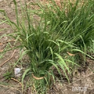 高度30厘米青叶芦竹