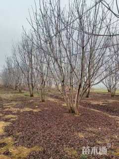 12公分(5杆)丛生黄连木