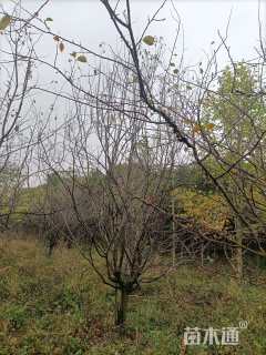 12公分木瓜海棠