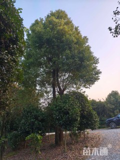 25公分香樟