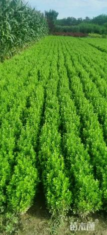 高度50厘米小叶黄杨