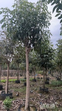 12公分红花风铃木