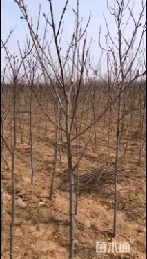高度100厘米红枫小苗