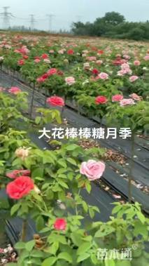 高度100厘米棒棒糖月季
