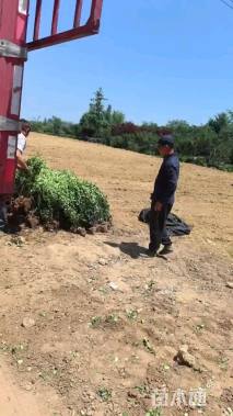 高度60厘米卫矛