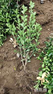 高度40厘米大叶黄杨