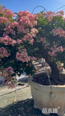 高度200厘米三角梅