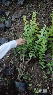 高度50厘米金叶女贞