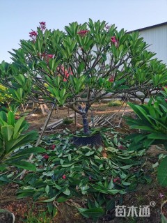 8公分红花鸡蛋花