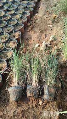 高度40厘米芒草