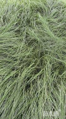 高度30厘米金叶苔草