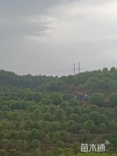 15公分桂花
