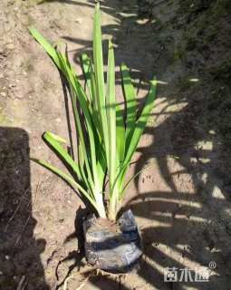 高度20厘米百子莲