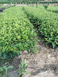 高度30厘米栀子花