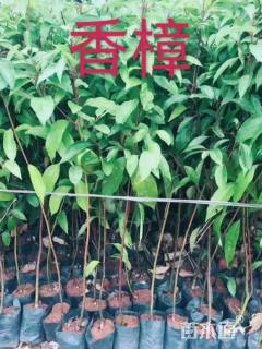 0.2公分香樟