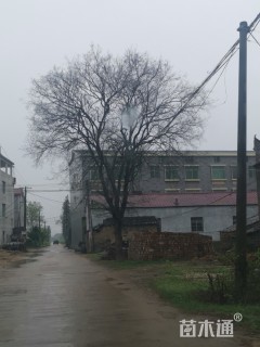 榔榆