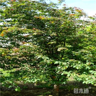 8公分绚丽海棠