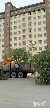 18公分八棱海棠