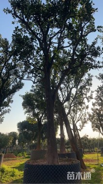 高度410厘米纽荷尔脐橙