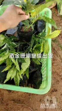 高度30厘米洒金珊瑚