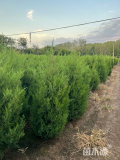 高度250厘米塔柏