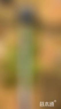 高度20厘米红花三角梅
