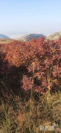 食用玖瑰，精品大墩食用玖瑰，