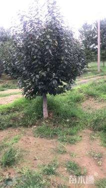 10公分垂丝海棠