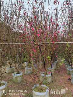 3公分碧桃