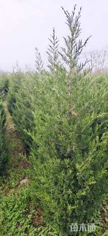 高度180厘米塔柏